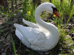Гипсовая статуэтка "Маленький белый лебедь"(1)